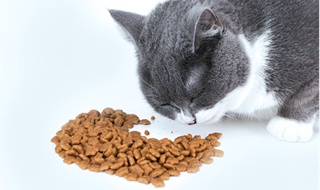 ลักษณะของอาหารแมว